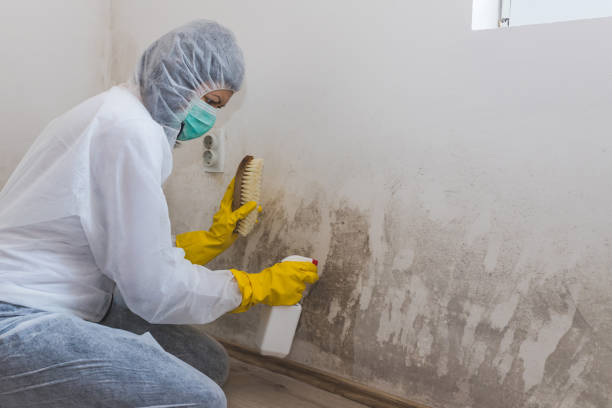 Why You Should Choose Our Mold Remediation Services in Leesport, PA